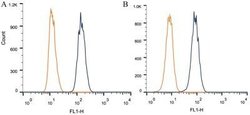 BAP1 Antibody (1G8) - Azide and BSA Free, Novus Biologicals 0.1 mL; Unconjugated:Antibodies,